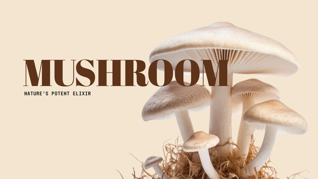 Unveiling the Marvels of Himsly's Mushroom Power: Nature's Potent Elixir